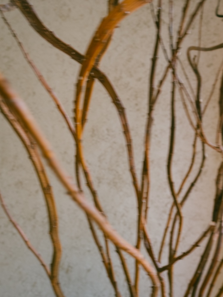 saharaサハラ公式サイト　コレクションルックブック