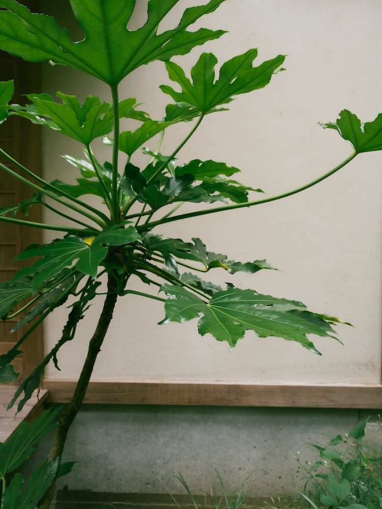 saharaサハラ公式サイト　コレクションルックブック